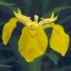 Iris di palude