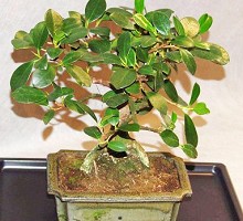 Bonsai Ficus  Crespi Bonsai