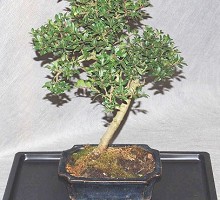 Plants Bonsai <span>Crespi Bonsai</span><br />Ilex Crenata Bonsai