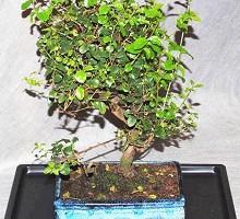 Plants Bonsai <span>Crespi Bonsai</span><br />Sagerethia Bonsai