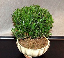 Plants Bonsai <span>Crespi Bonsai</span><br />Buxus Hayrlandii Bonsai