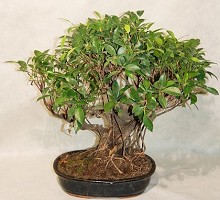 Plants Bonsai <span>Crespi Bonsai</span><br />Ficus Retusa