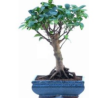 Bonsai Ficus Formosanum a palla  Crespi Bonsai