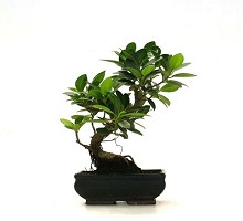 Piante Bonsai <span>Crespi Bonsai</span><br />Bonsai Ficus Formosanum a palchi