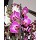 Phalenopsis con fiori rosa