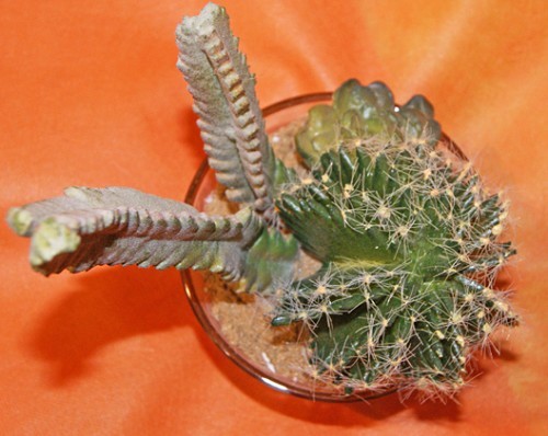 Cactus in glass
