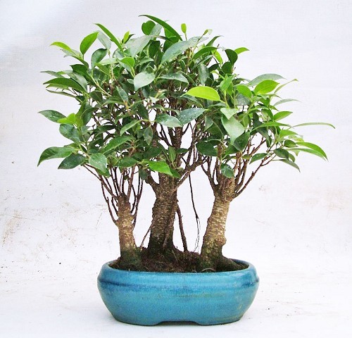 Ficus Retusa Bosco Bonsai