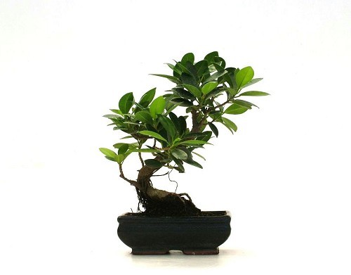 Informal Upright Ficus Formosanum Bonsai