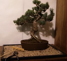 Pinus Pentaphylla  Crespi Bonsai
